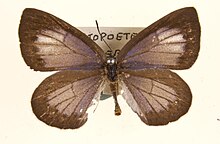 Artopoetes pryeri. 2.jpg