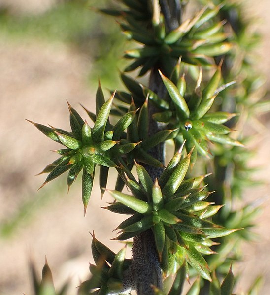 File:Aspalathus aciphylla Vanberkel 4.jpg