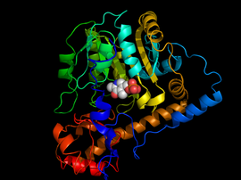 Illustratives Bild des Artikels Aspartat-Aminotransferase