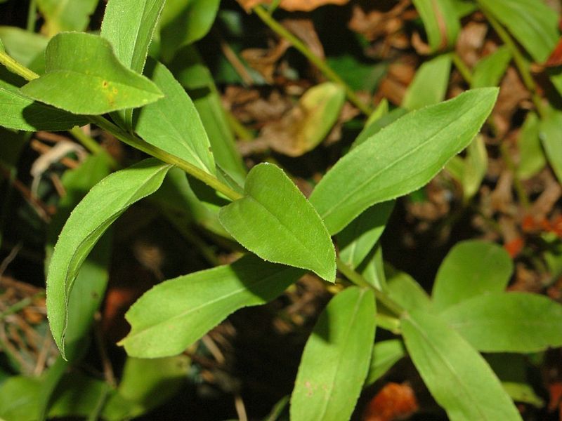File:Asteraceae - Inula spiraeifolia-4.JPG
