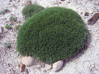 <i>Astragalus balearicus</i> Species of legume in the genus Astragalus