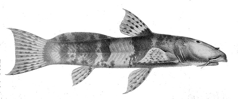 File:Astroblepus sabalo.jpg