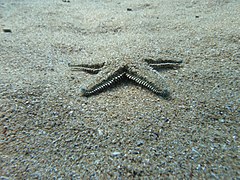 File:Astropecten platyacanthus - Sea Star.jpg (Category:Astropecten platyacanthus)