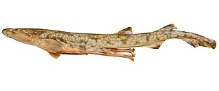 Gulf catshark Species of shark