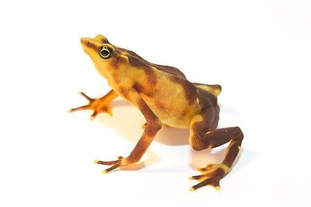 Tập_tin:Atelopus_glyphus_-_Pirre_Harlequin_frog.jpg