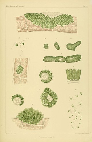 <span class="mw-page-title-main">Ulvellaceae</span> Family of algae