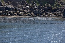 Auklet flock, Kasatochi Island