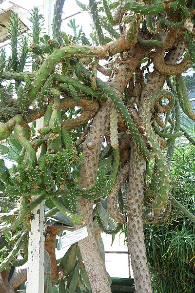 File:Austrocylindropuntia cylindrica PL - Walbrzych - Palm House in Lubiechow - Kroton 015.jpg