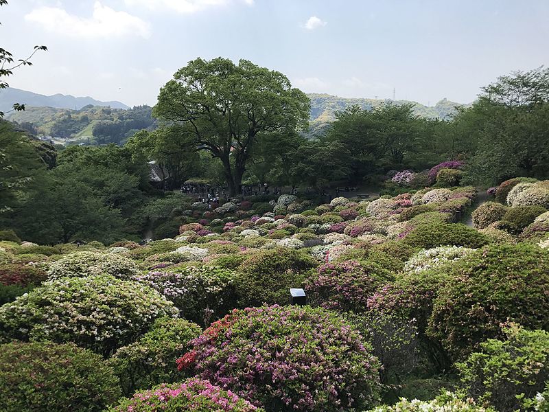 File:Azalea Valley in Mifuneyama Garden 3.jpg