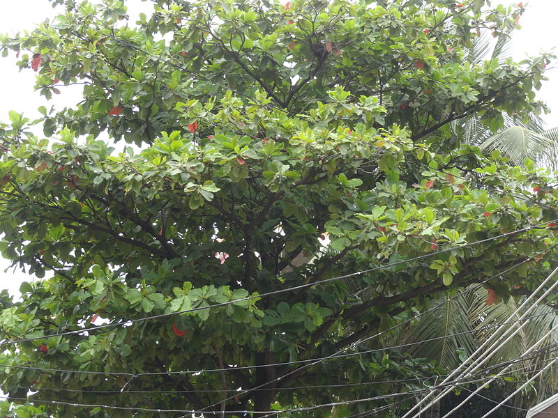 File:Badam tree. at vanastalipuram.JPG