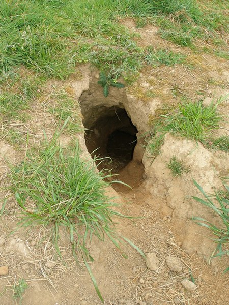 File:Badger hole - geograph.org.uk - 408620.jpg