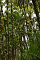 Arbres dans le jardin de Balata en Martinique.