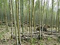 Seuva de bambós, biòma subtropicau ben espandit en Asia