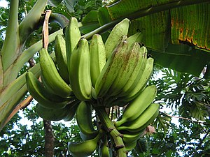 A plant affected by banana freckle Banana freckle Pohnpei (5680832547).jpg