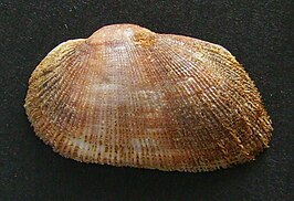 Barbatia novaezealandiae