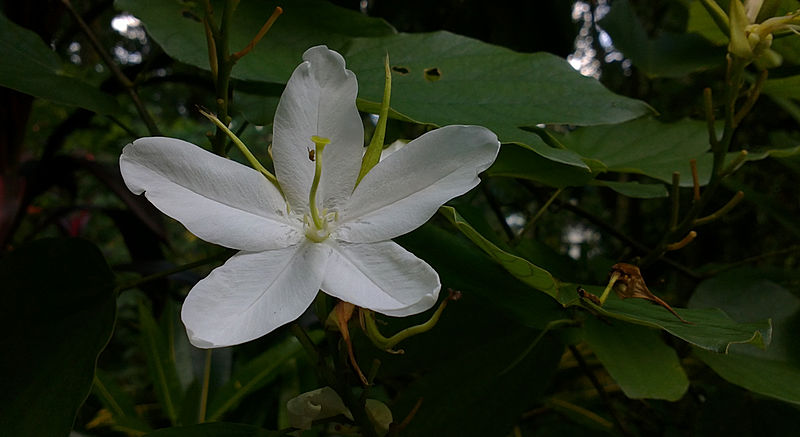 File:Bauhinia acuminata‌ Flower.jpg