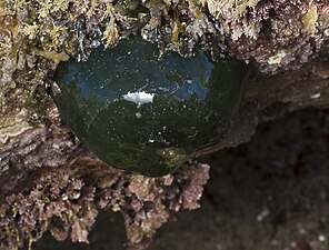 Actinia equina (Beadlet anemone)