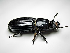 Beetle-Bessbug