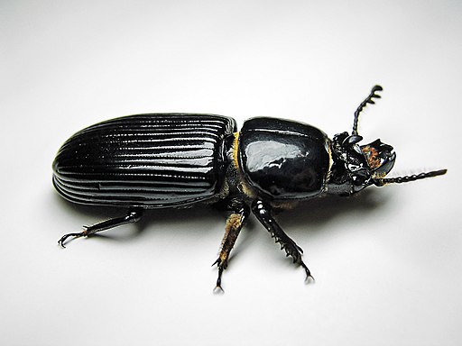 Beetle-Bessbug