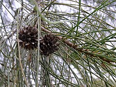 Description de l'image Belah - Botanic Gardens Canberra.JPG.