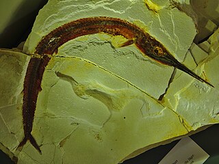 <span class="mw-page-title-main">Aspidorhynchiformes</span> Extinct order of ray-finned fishes