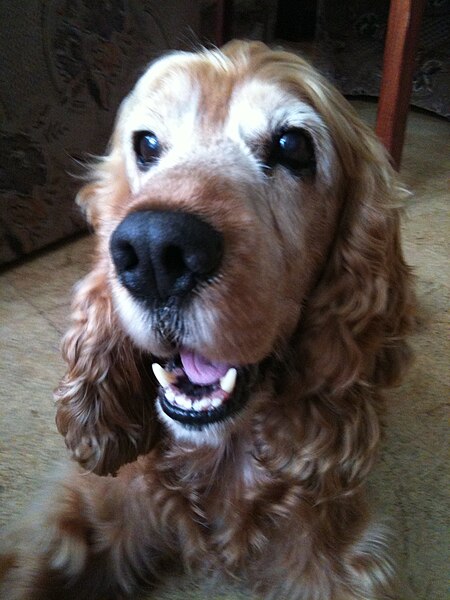 File:Beny the cocker spaniel.jpg