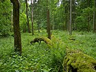 Białowieża National Park, Poland (4663861001).jpg