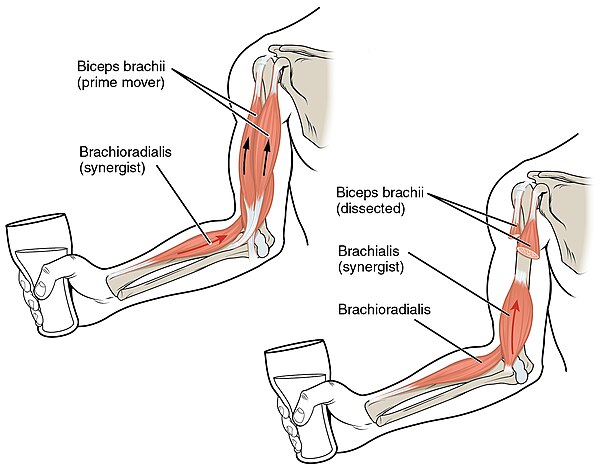 قائمة مصطلحات تشريح العضلات طب Wikiwand