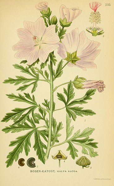 File:Billeder af nordens flora (Plate 235) (6029401320).jpg