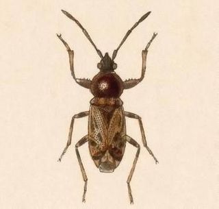 <i>Prytanes</i> (bug) Genus of true bugs