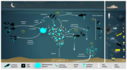 Thumbnail for File:Bioluminescence shunt in the marine carbon pump.png