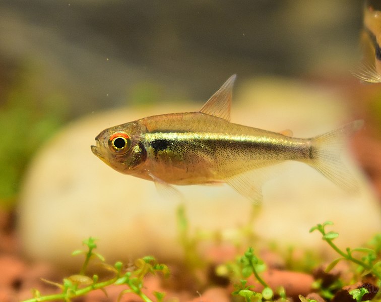 File:Black-Neon-Tetra.jpg