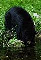 Black-bear-climbing-water - West Virginia - ForestWander.jpg