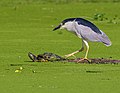 * Nomination Black-crowned night heron (Nycticorax nycticorax) in Brooklyn, NYC (by User:Hsansom) --Rhododendrites 21:11, 24 December 2022 (UTC) * Promotion  Support Good quality. --Rjcastillo 21:52, 24 December 2022 (UTC)