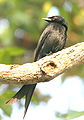 Black Drongo (Dicrurus macrocercus) 22-Mar-2007 6-24-28 ver4.jpg