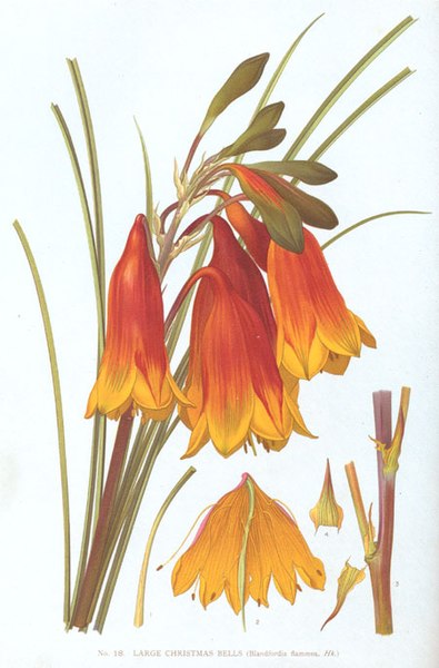 File:Blandfordia grandiflora-Minchen.jpg