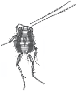 Blattulidae nymph.png