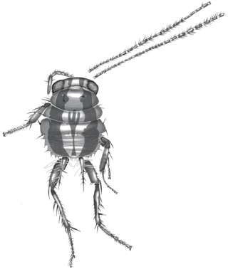 <span class="mw-page-title-main">Blattulidae</span> Extinct family of cockroaches