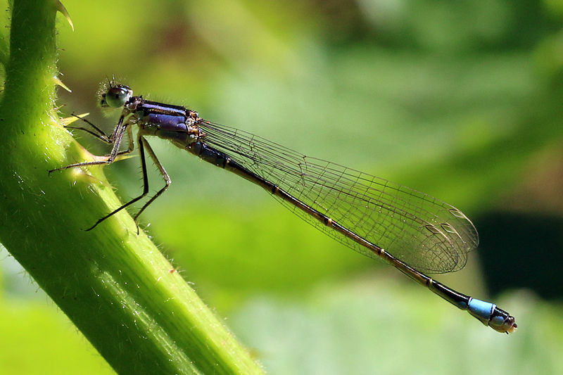 File:Blue-tailed damselfly (Ischnura elegans).jpg