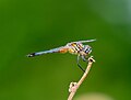 * Nomination: Blue dasher --Rhododendrites 01:42, 29 July 2024 (UTC) * * Review needed