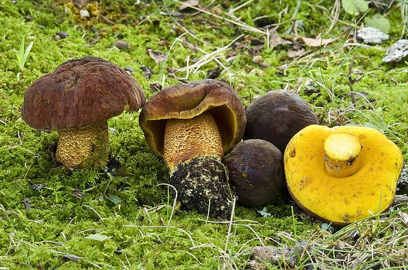 File:Boletus morrisii 260475.jpg