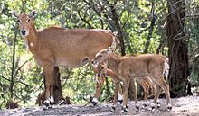 A mother with her calves Boselaphus tragocamelus-no watermark.jpg