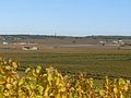 Français : Vignoble, vue vers Angeac, Bouteville, Charente, France