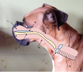 1. Nasal Cavity 2. Oral Cavity3. Soft Palate 4. Pharynx 5. Larynx 6. Trachea7. Esophagus 8. Nasopharynx 9. Hard Palate This diagram illustrates what the airway structure looks like in a brachycephalic dog; in this case, a Boxer. The brachycephalic dogs has a shorter snout which causes the airway to be shorter, that means all the parts that make up the airway get pushed closer together. Due to this phenomenon, a brachycephalic dog has an elongated soft palate which can cause most of the problems with the dogs breathing. They can also have problems getting enough air in because of their elongated soft palate and shorter airway.