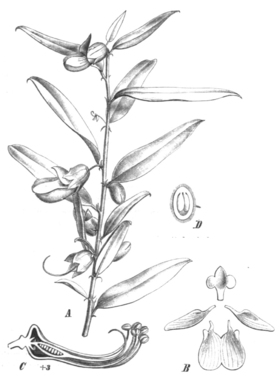 Brachysema undulatum