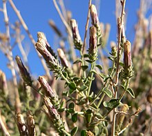 Brickellia microphylla var microphylla 5.jpg