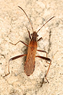 <i>Alydus pilosulus</i> Species of insect