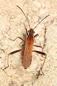 Keng boshli bug - Alydus pilosulus, Meadowood Farm SRMA, Meyson Nek, Virjiniya.jpg