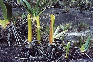 <i>Brocchinia reducta</i> Species of carnivorous plant