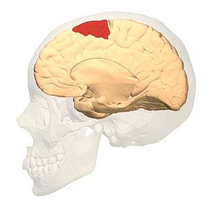 Brodmann area 6 medial.jpg